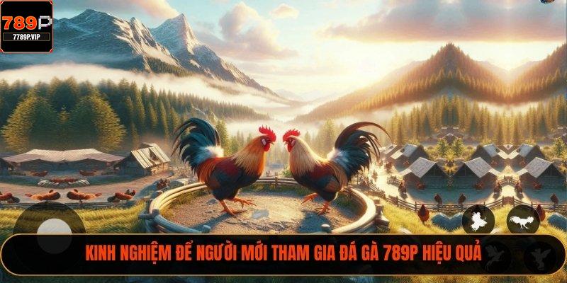 Kinh nghiệm để người mới tham gia đá gà 789P hiệu quả